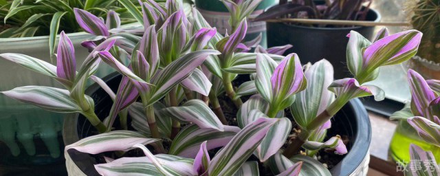 网络图片(侵删)