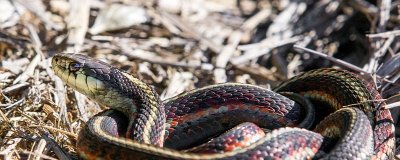 ​惜玉怜香是指什么动物