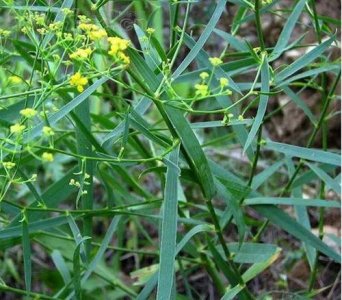 ​春柴胡的功效与作用（春柴胡的功效与作用介绍）