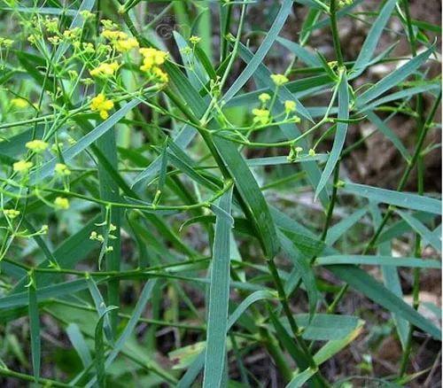 春柴胡的功效与作用（春柴胡的功效与作用介绍）