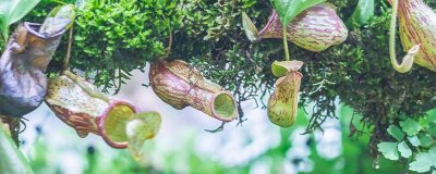 ​猪笼草是生产者还是消费者