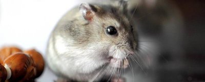 ​包罗万象打一动物生物 包罗万象的是什么