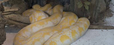 ​中国最吓人的一条巨蛇女 中国最吓人的一条巨蛇多少米