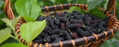 ​桑葚和桑椹有什么区别