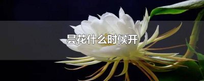 ​昙花开花的时间一般在什么时候 昙花开花时间一般在