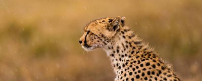 ​豹子头什么梗