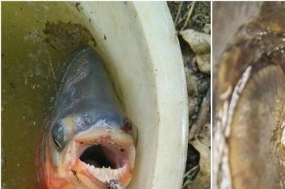 ​食人鲳鱼人能吃吗