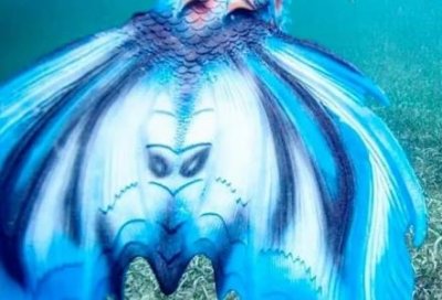 狮身人面像密室何时打开下方有密室狮身人面像通往另一个世界金字塔非人类修筑