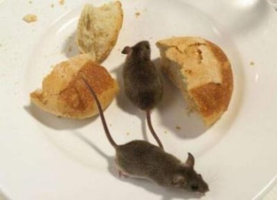 ​米老鼠灵异事件 米老鼠脸部扭曲诡异笑容