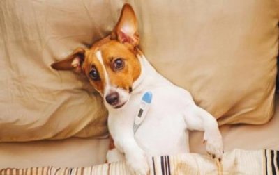 ​杜高犬文献，杜高犬的历史