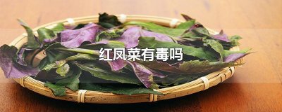 ​红凤菜有毒吗