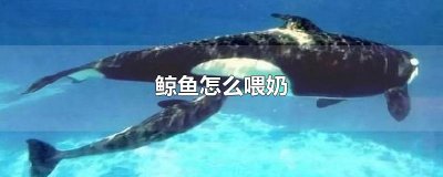 ​鲸鱼怎么喂奶