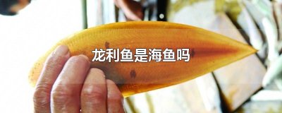 ​龙利鱼是海鱼吗