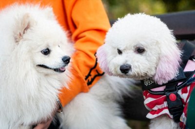 比熊犬和博美哪个好养?