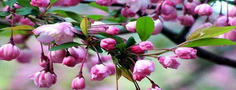 什么是裸子植物什么是被子植物各举一个例子