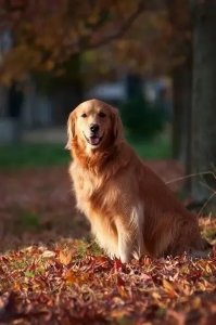 铲屎官必修课之金毛猎犬