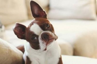 ​狗狗变成小跟班，主人走到哪里就跟到哪里？为什么狗狗会跟随主人 狗狗和小主人