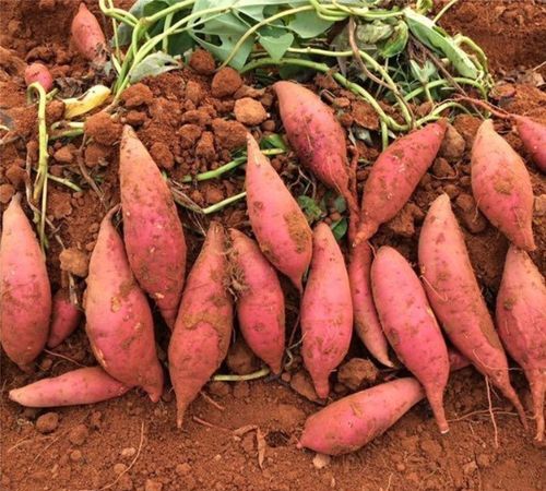 番薯的由来是什么