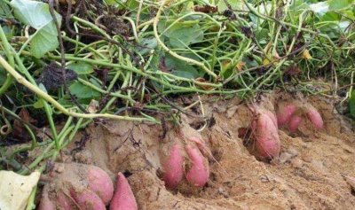 番薯是什么,番薯种是什么意思?