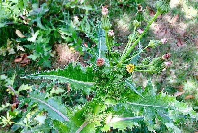 农村田里一野菜,味道极苦却遭人喜欢,现在正当季