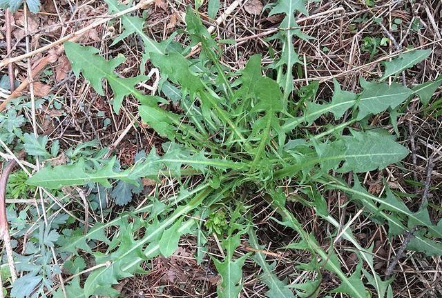 农村田里一野菜,味道极苦却遭人喜欢,现在正当季