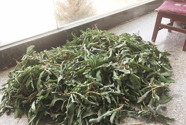 农村田里一野菜,味道极苦却遭人喜欢,现在正当季