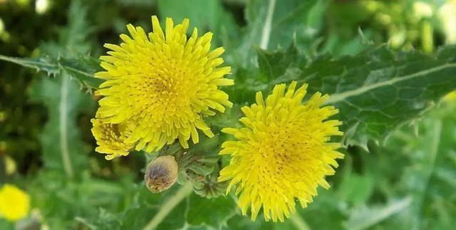 农村田里一野菜,味道极苦却遭人喜欢,现在正当季