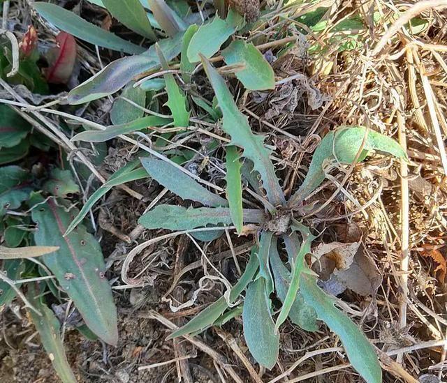 农村田里一野菜,味道极苦却遭人喜欢,现在正当季