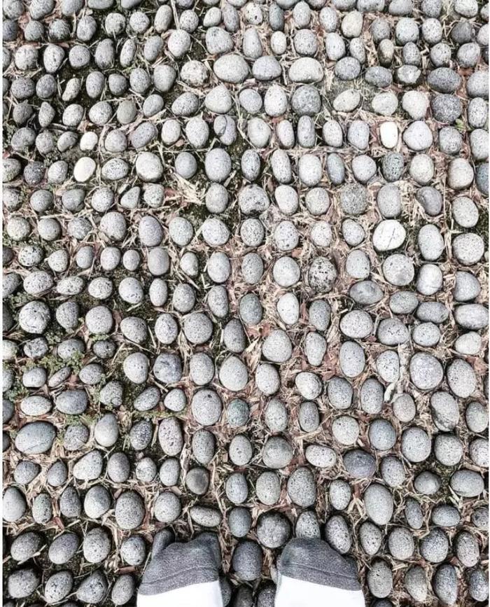 你有没有密集恐惧症?看完这组图就知道了