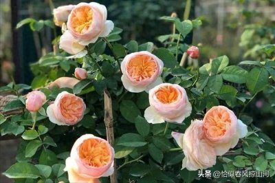 ​10款逆天勤花月季！高颜值+爆花机器，用绽放密度对抗时光荒芜