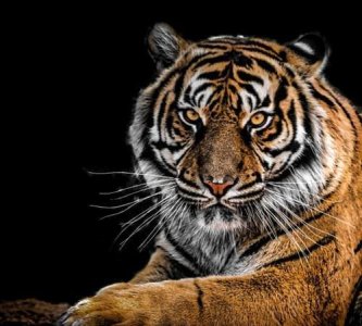 ​老虎怕什么，老虎最怕什么东西？