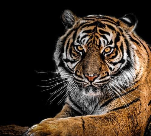 老虎最怕什么东西