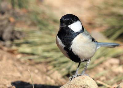 无畏之小巨兽:大山雀的真实面目揭秘