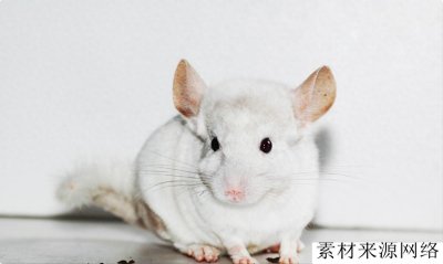 南美洲栗鼠有什么特点,它们对环境有何影响,以什么为食?