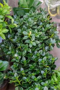 ​金鱼吊兰爆盆很简单，教你1招，长得快又开花多！