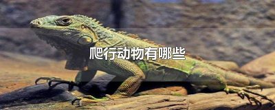 ​爬行动物英文翻译 爬行类动物英语