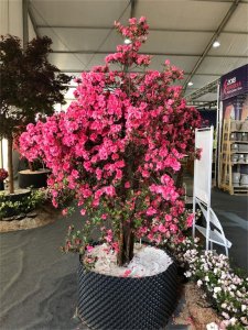 ​什么样的杜鹃花有毒