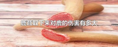 ​鹿茸割掉对鹿有伤害吗? 鹿茸摘了鹿会怎么样