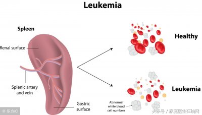 ​脾胃不好选择食疗就是一个不错的选择（4种食物调理好脾胃）