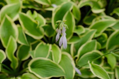 ​玉簪花可以放室内养吗