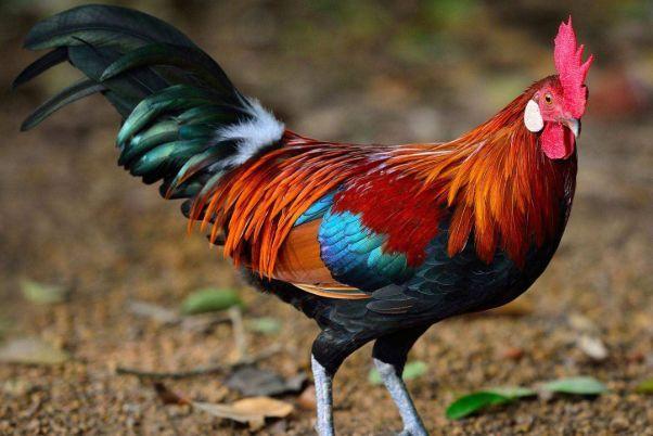 命中注定“富贵鸡”!1969年出生的属鸡人,财运不断大富大贵!