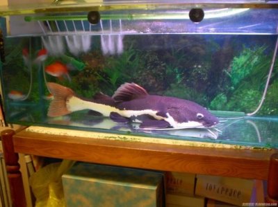 红尾鲶如何养(红尾鲶怎么养好)