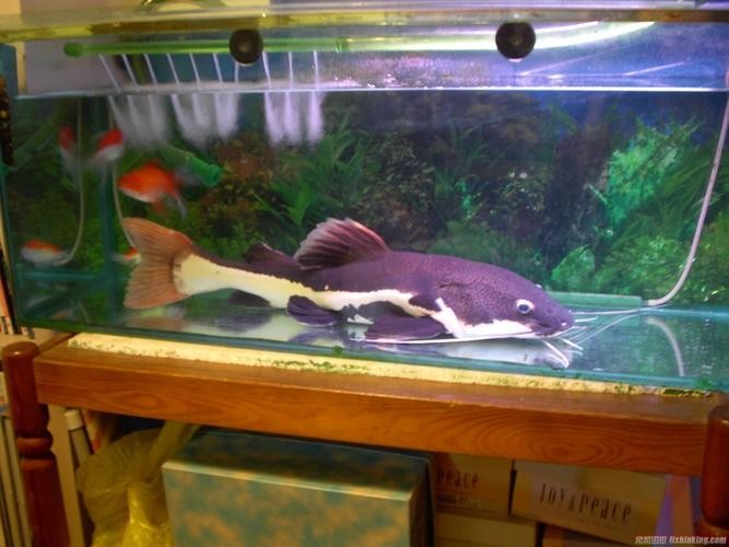 红尾鲶如何养（红尾鲶怎么养好）