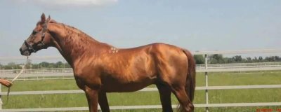 如日中天打一生肖(如日中天打一生肖的答案是马)