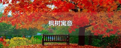 ​枫树寓意