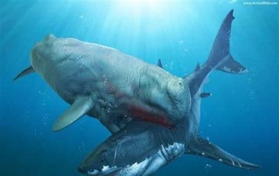 ​巨齿鲨有没有天敌(巨齿鲨为何灭绝)