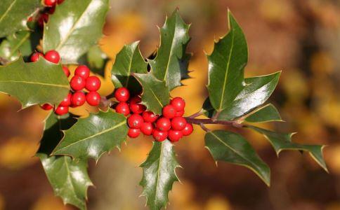 枸骨根的功效与作用(枸骨根的副作用)