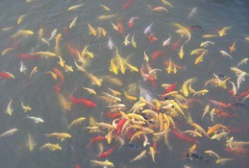 临渊羡鱼的下一句是什么，战国时期秦国白起坑杀赵兵四十万的是哪场战争