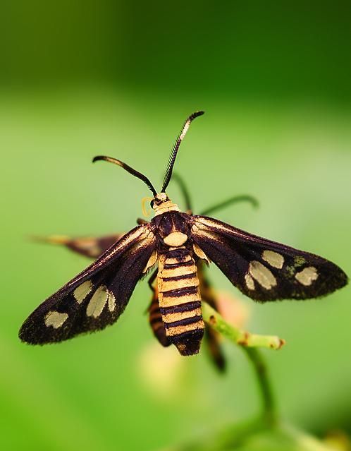 黑色的昆虫有哪些