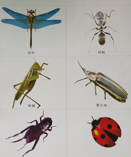 昆虫类有哪些